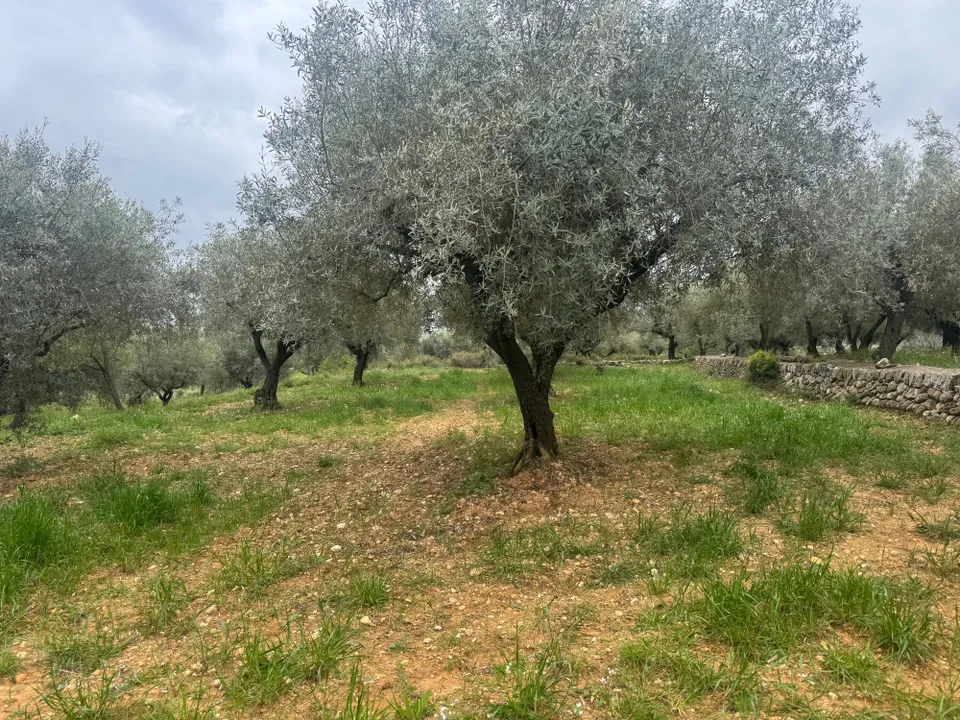 Finca en Sant Mateu, Castellon - foto 3